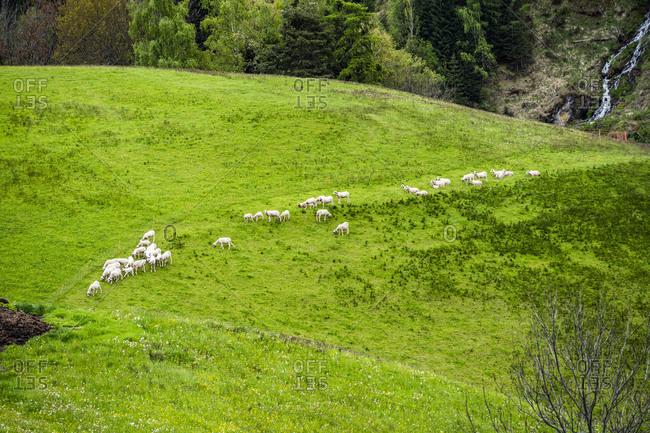 High angle view of goats in field