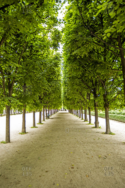 Rows of trees in Palais-Royal gardens in Paris, France
