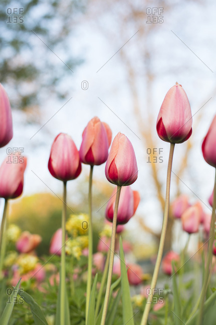 Field of pink tulips