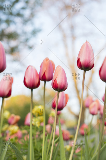 Field of pink tulips - Offset