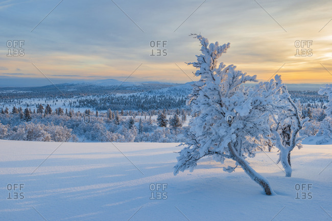 Snowy winter landscape - Offset Collection