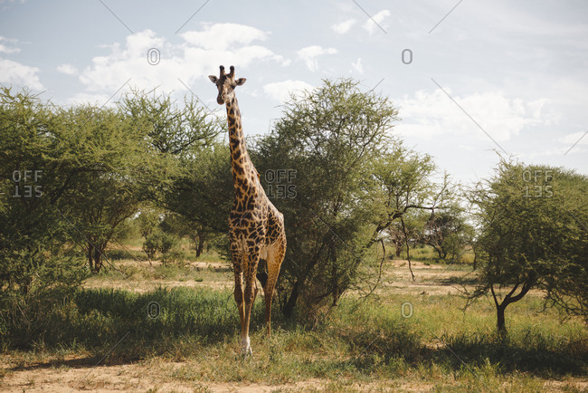 Giraffe in the wild