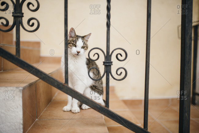 Cat looking on stairs looks through fence
