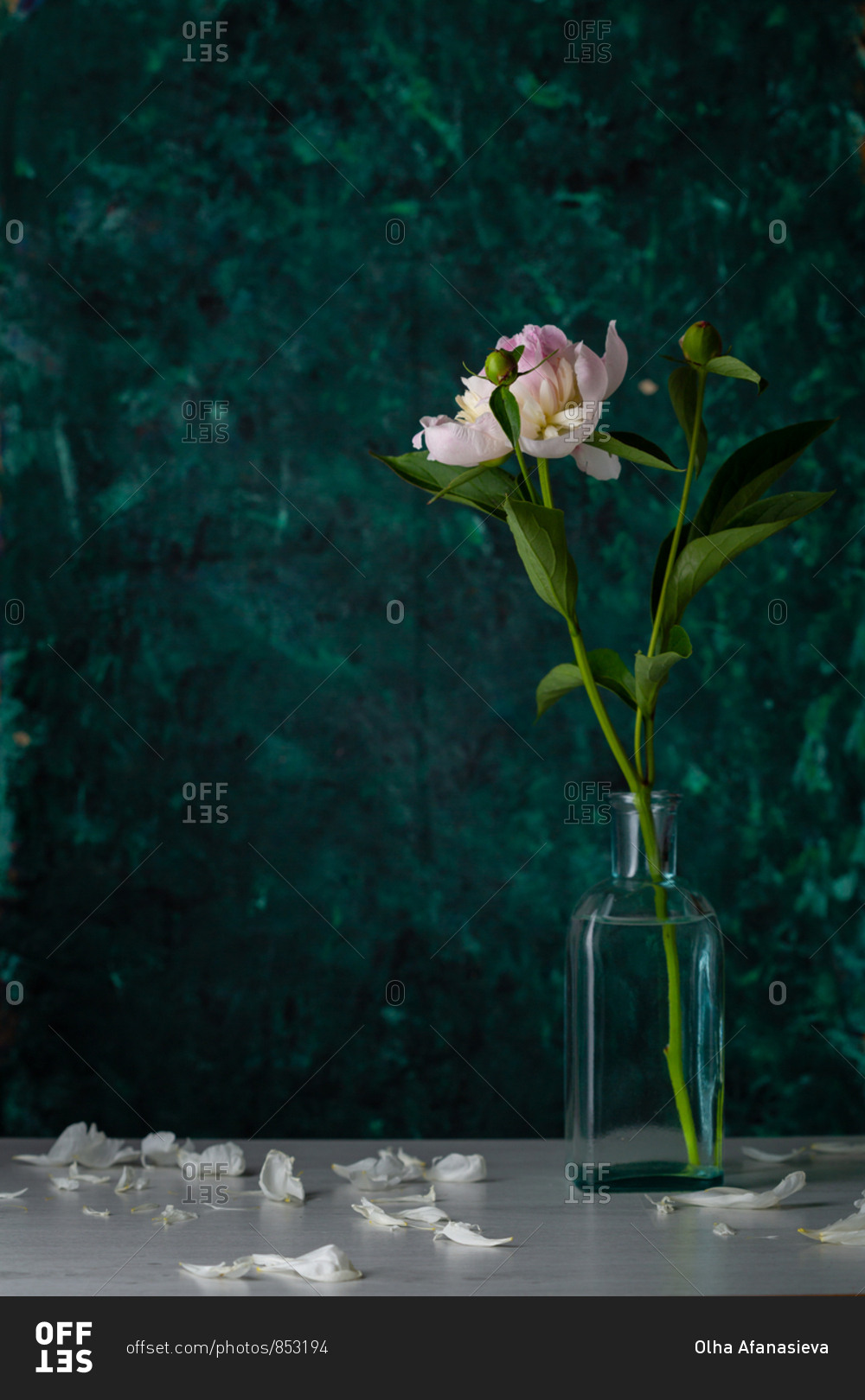One flower in glass vase against a green background