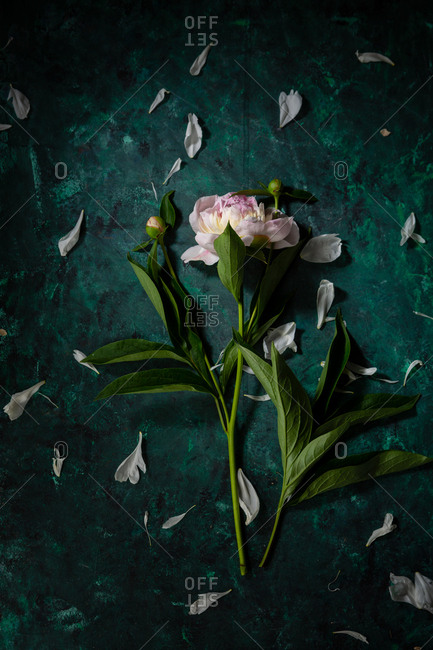 One peony flower on dark background