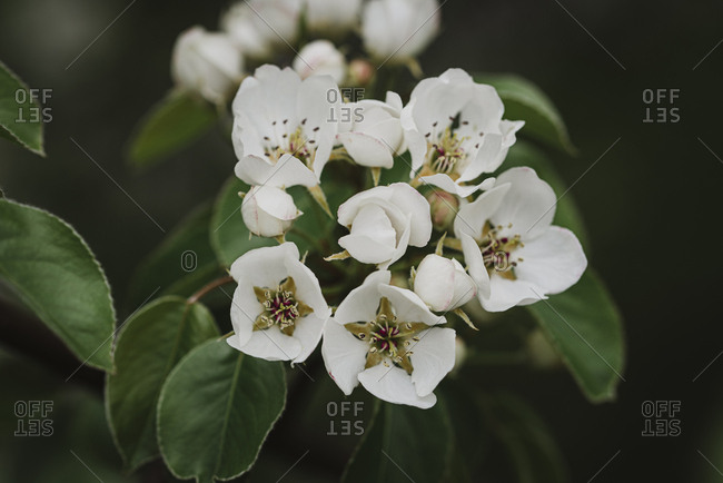 Close up of white flowers and buds on a tree blooming in the spring.
