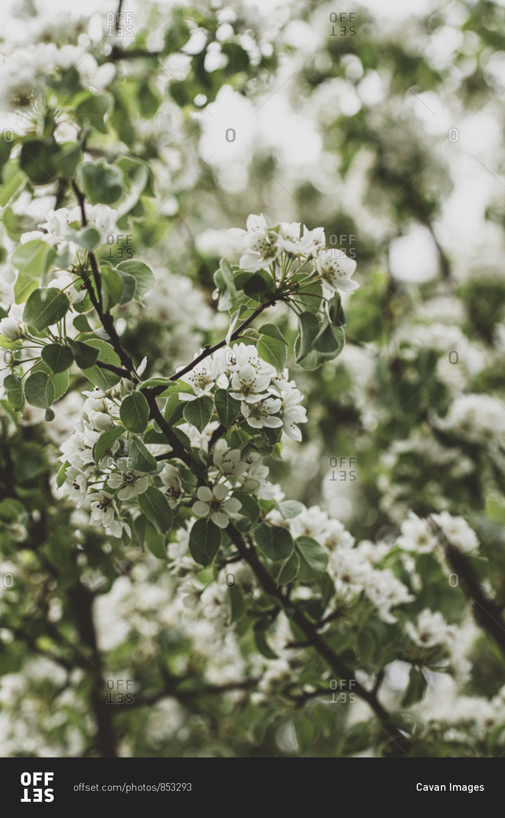 Branches of a tree covered in white flowers in the spring.