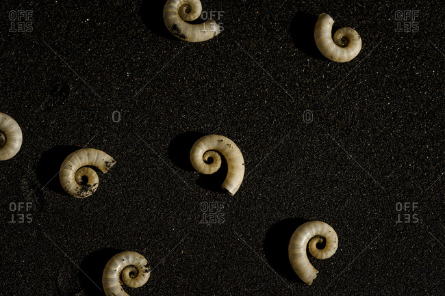 Snails curled up on a black sand beach.