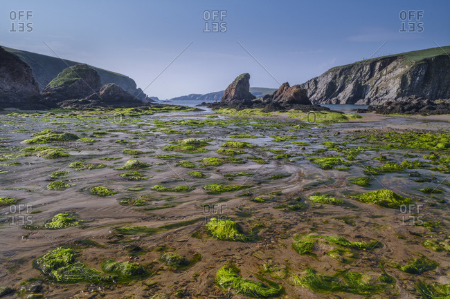 Seaweed on beach in Shetland, Scotland