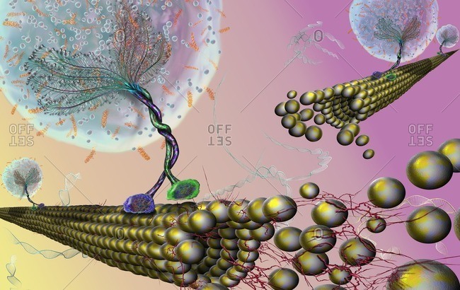Vesicles (spheres) being transported along microtubules (rod-shaped) by kinesin motor proteins (green and purple).