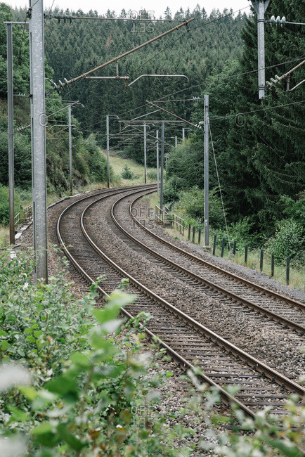 Railway tracks running through dense forest