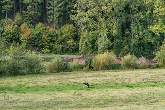 A single black and white cow grazing in a meadow