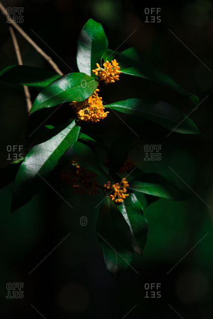 Osmanthus in sunlight