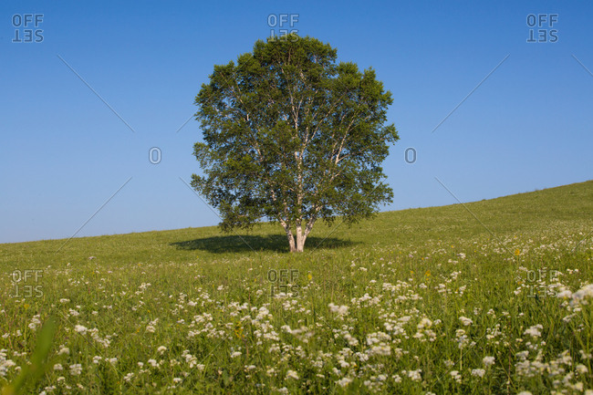 Birch trees of the grasslands