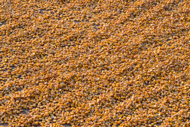 Corn kernels drying