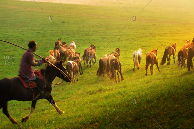 Inner Mongolia horse