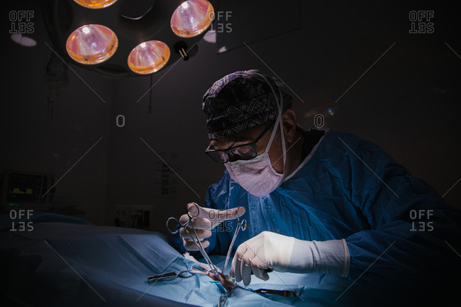 Middle-aged veterinary surgeon in full operation in a veterinary clinic operating room