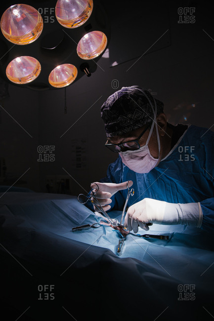 Middle-aged veterinary surgeon in full operation in a veterinary clinic operating room