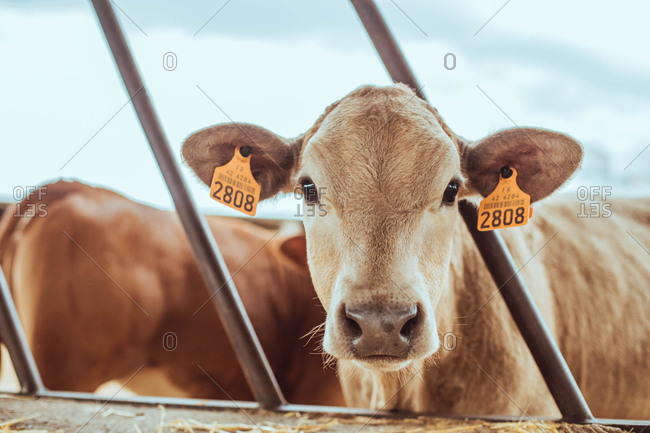 Cute calf in a farm