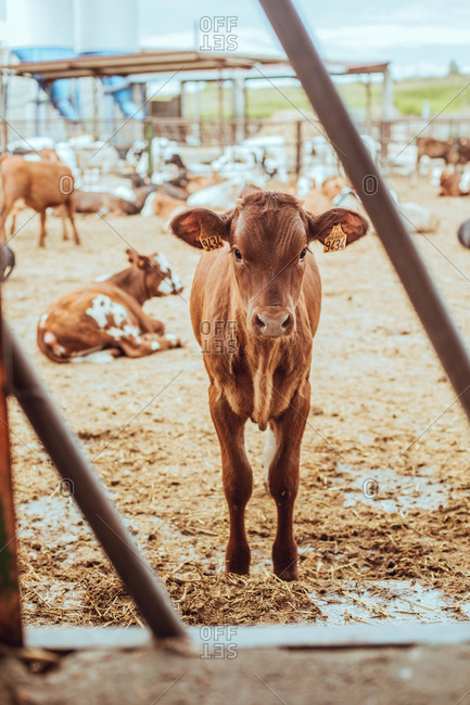 Cute calf in a farm