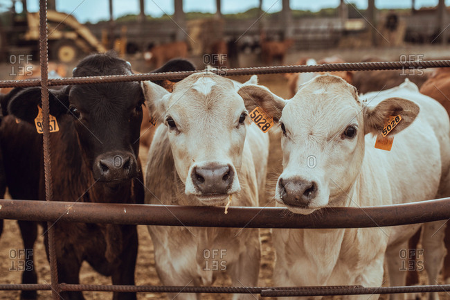 Adorable calves on the farm