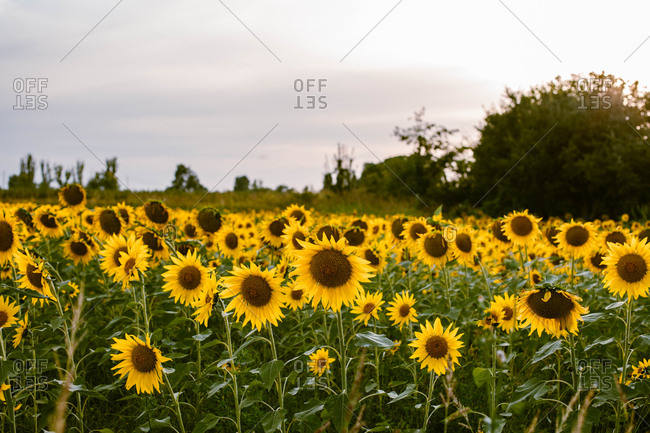 Field of sunflowers at sunset