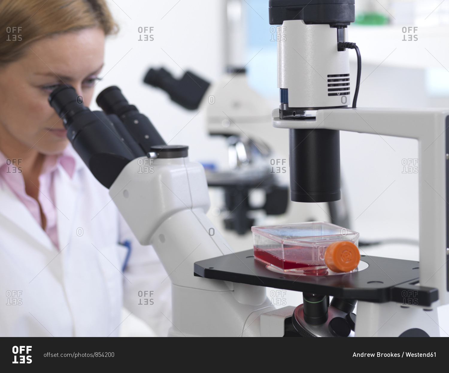 Cell biologist viewing a flask containing stem cells using a inverted microscope in the