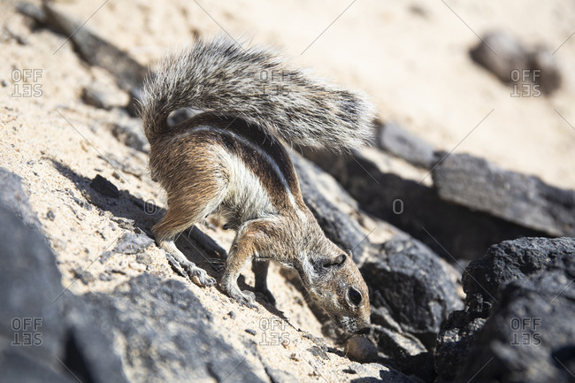 Barbary ground squirrel- Fuerteventura- Spain