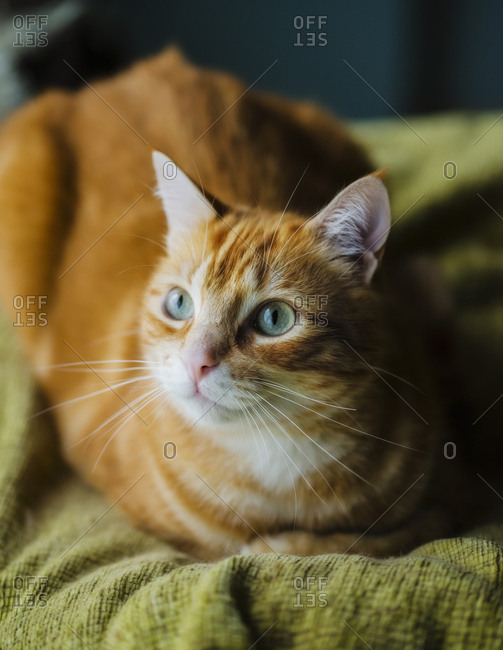 Portrait of ginger cat