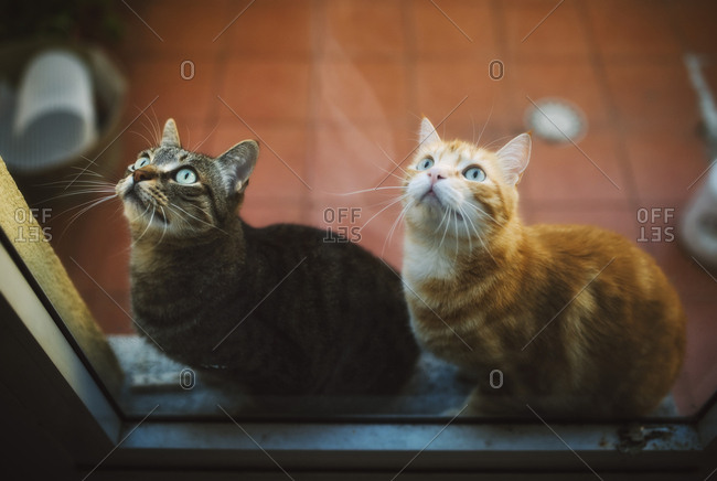 Portrait of two tabby cats waiting behind closed balcony door