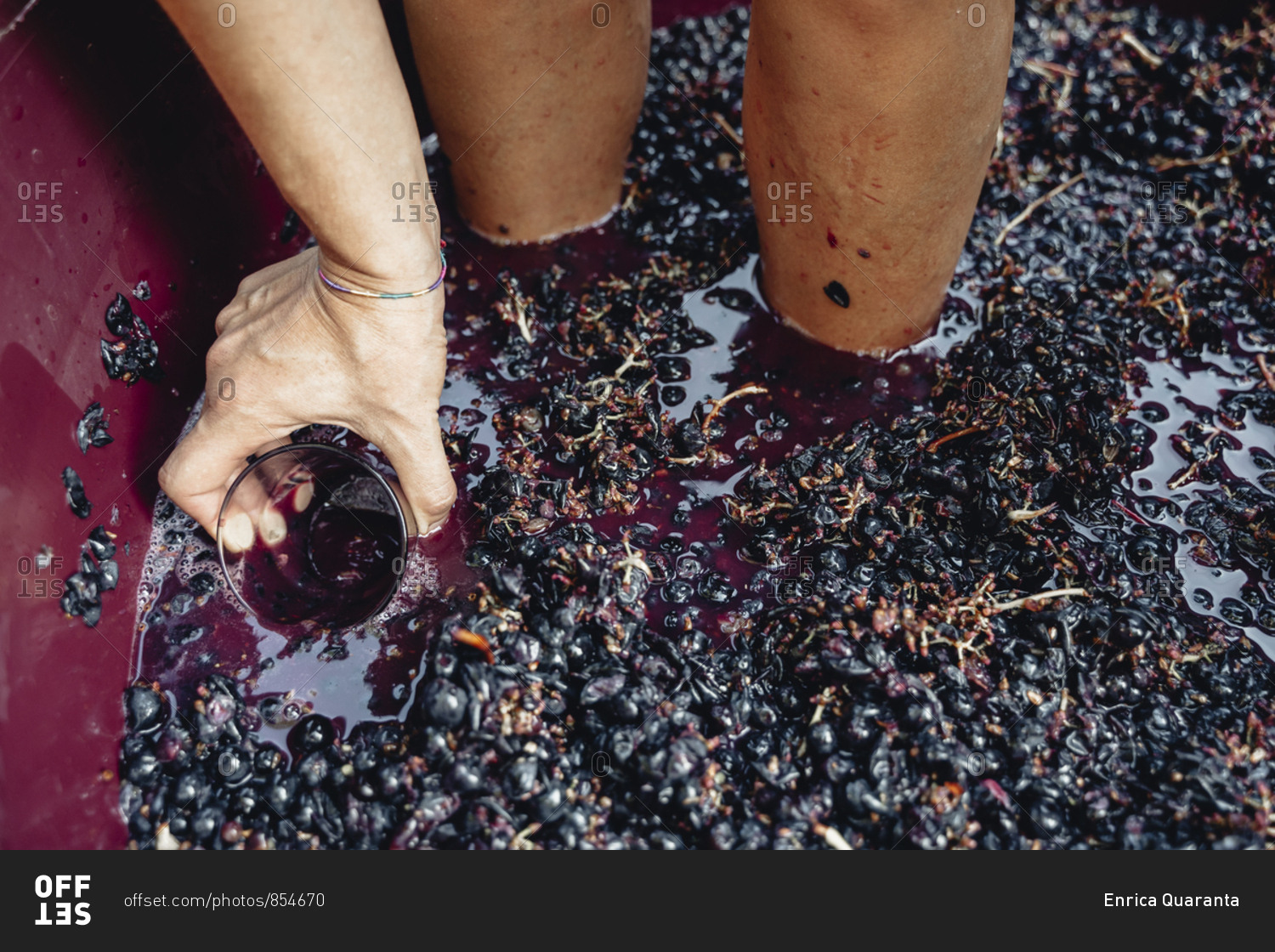 Production of traditional Italian wine, crushing of grapes in the ...