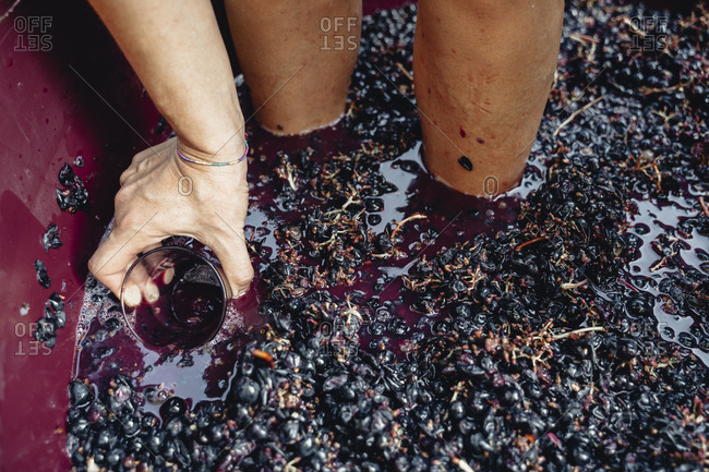 Production of traditional Italian wine, crushing of grapes in the Chianti area of Tuscany.