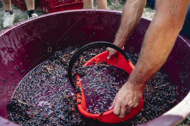 Production of traditional Italian wine, crushing of grapes in the Chianti area of Tuscany.