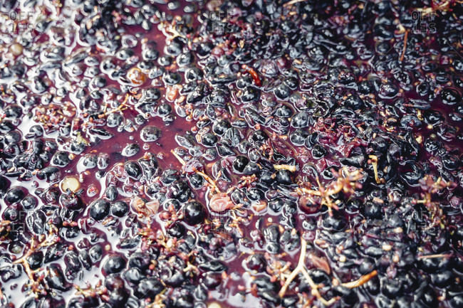 Close-up of crushed grapes at Tuscan winery