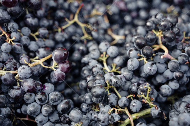 Winery Italy grape variety wine production