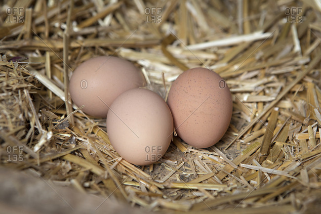 Three brown eggs in a bed of hay in a chicken coop