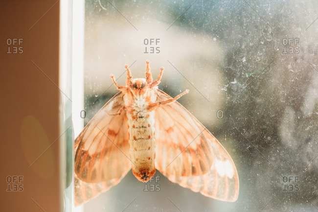 Regal moth seen through a dirty window
