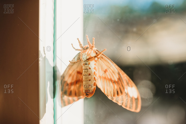 View of a regal moth seen through a dirty window