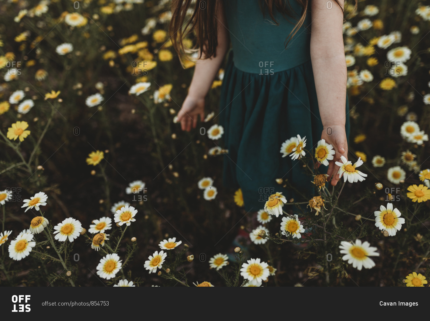 Little Girl In Field Of Flowers