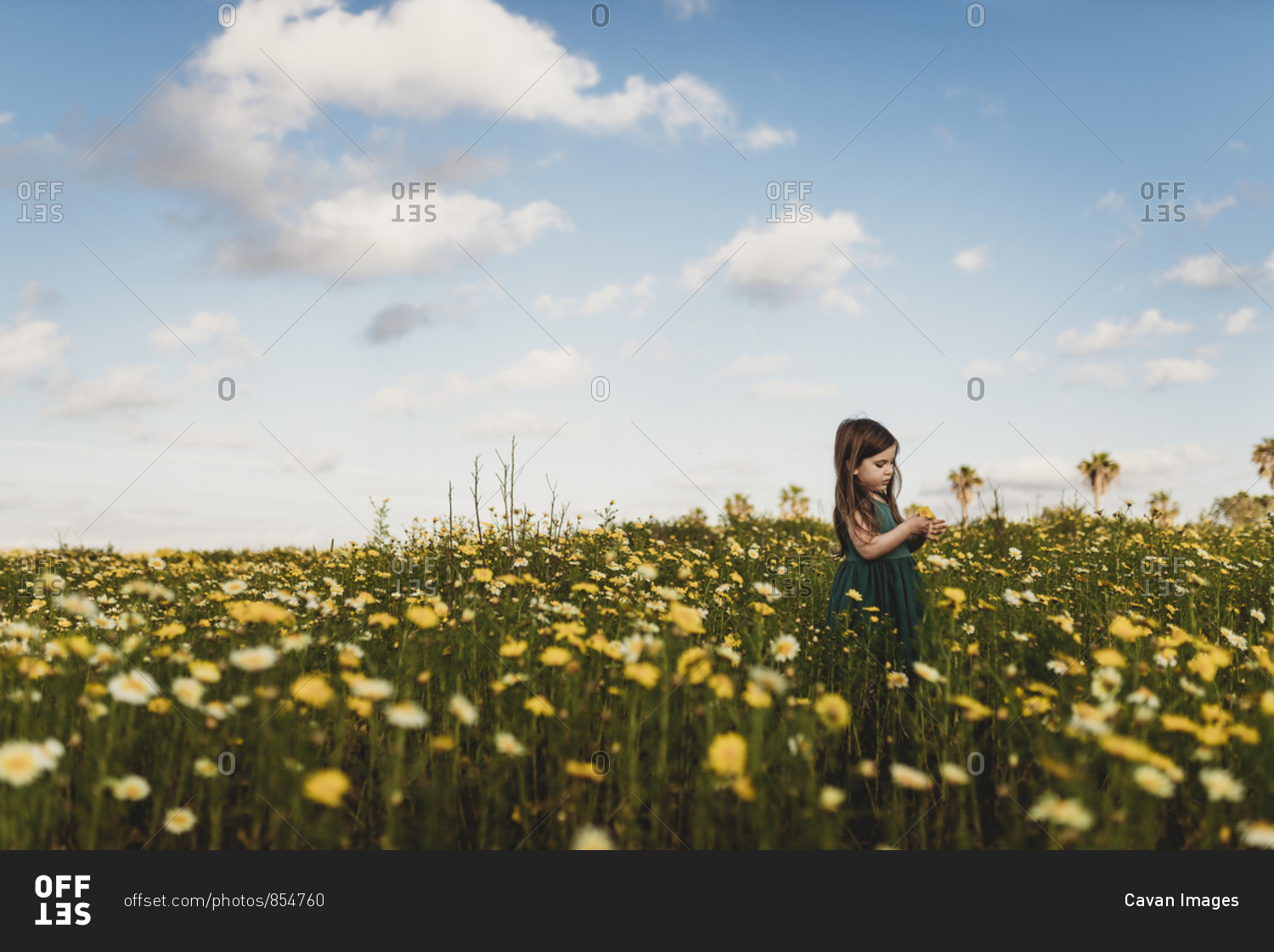Little girl in dress standing in field of yellow flowers with blue sky