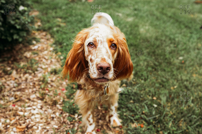Cocker Spaniel Small Spotted Dog Breeds Spotted Cocker Spaniel 2025