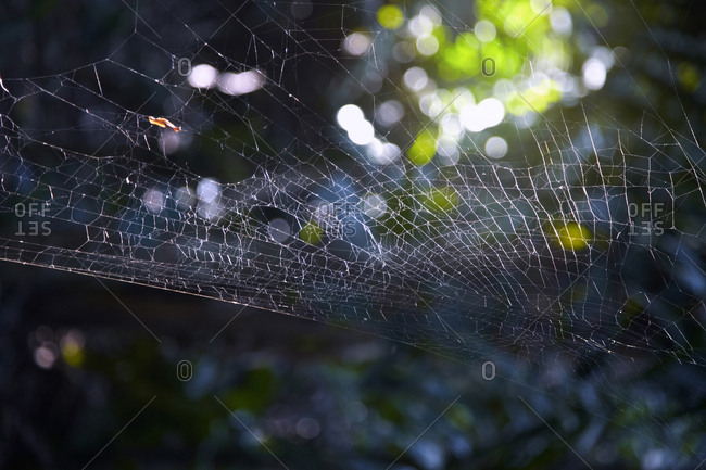 Spider web in the forest. Close-up view