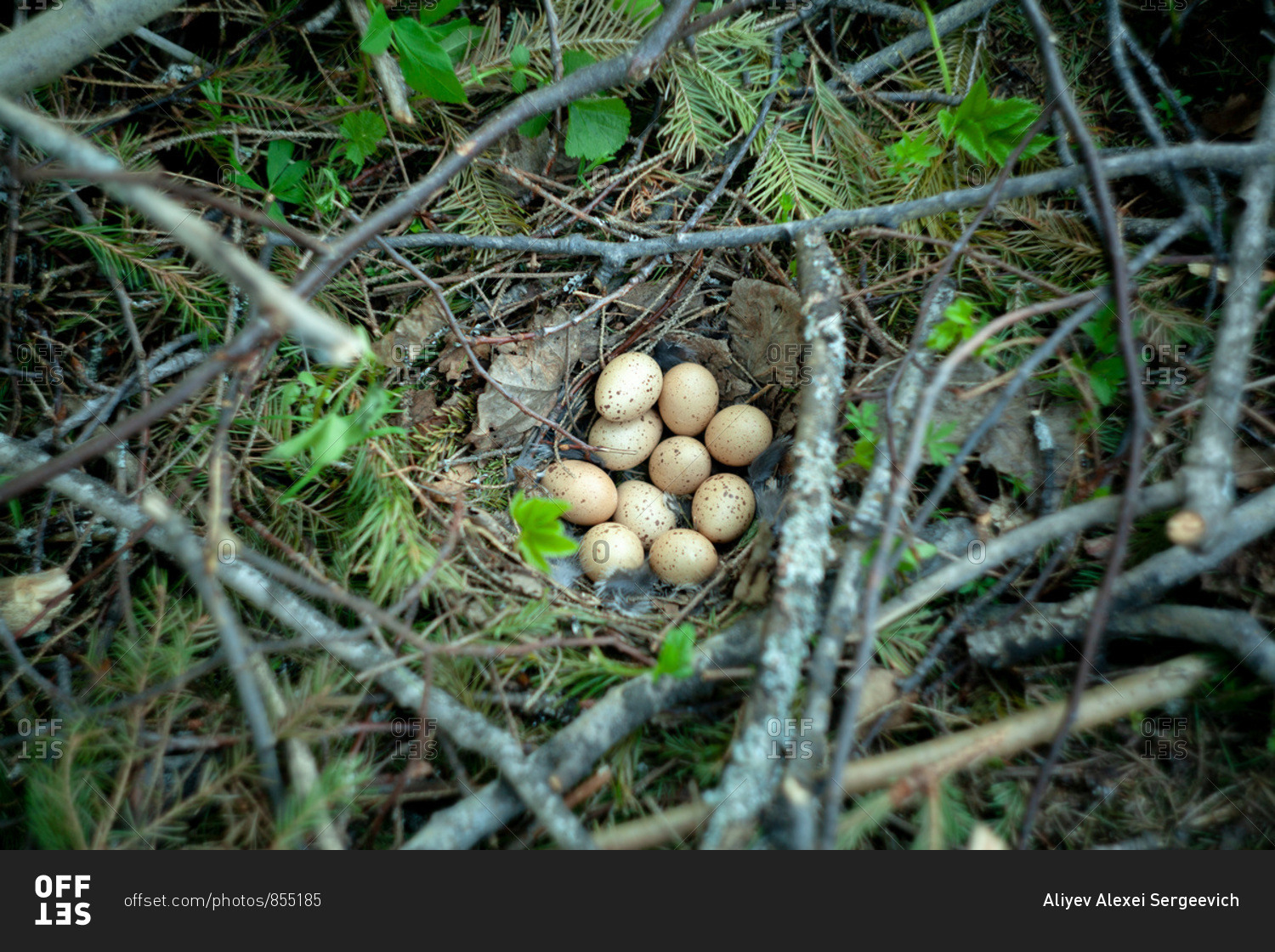 Bird eggs in a nest in the forest