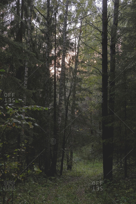 Dark dense forest at sunset