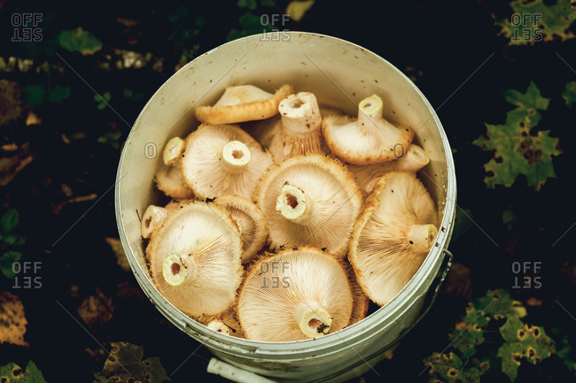 Container filled with mushrooms found in the forest