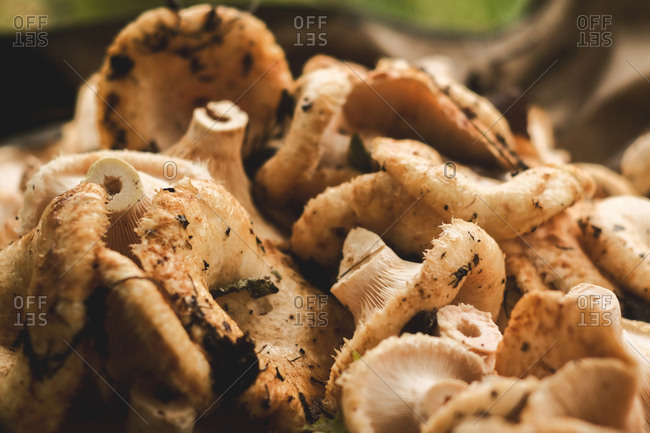 Close up of fresh picked pile of mushrooms found in the forest
