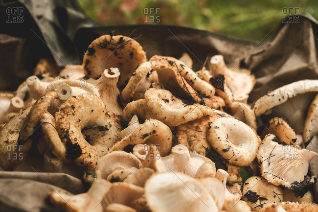 Fresh picked pile of mushrooms found in the forest