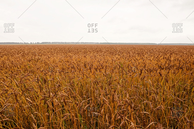 View of golden wheat field under cloudy sky in late summer