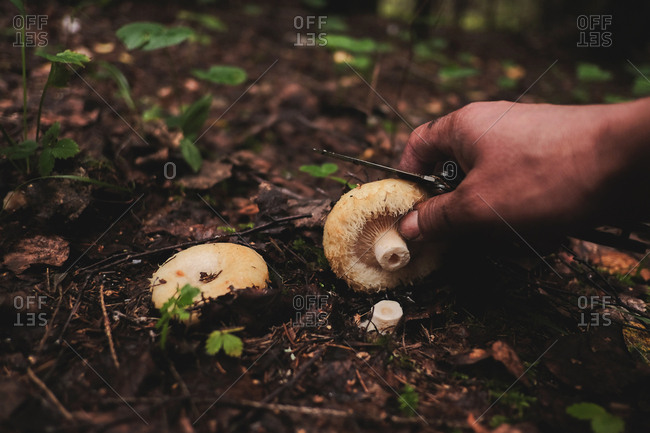 Person with knife cutting a mushroom found in the forest