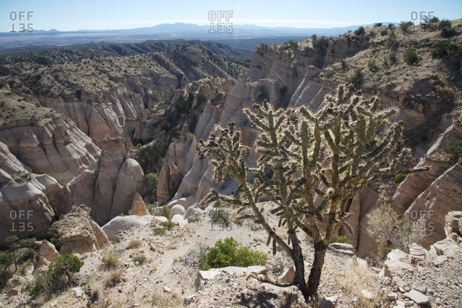 Chollas cactus on cliff at Kasha-Katuwe Tent Rocks National Monument, New Mexico